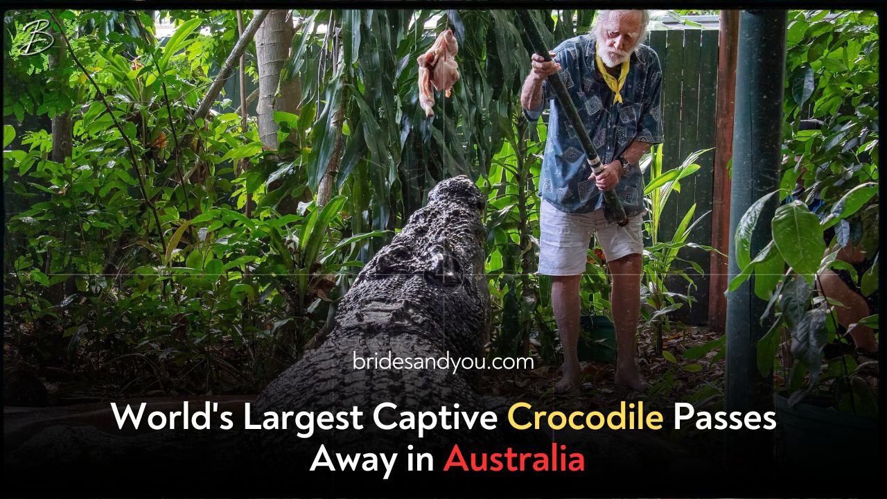 World's Largest Captive Crocodile Passes Away in Australia